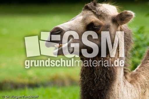 Kamel (56 von 108).jpg